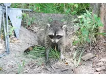 racoon 2.webp