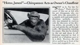 chimp_driver.webp