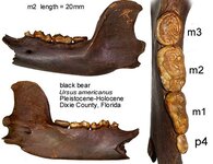 bear black jaw.jpg