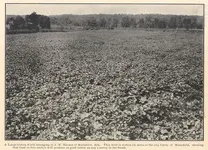 Cotton-Field.webp