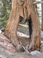 I LOVE THIS TREE!!.webp