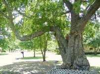 2-marker tree.jpg