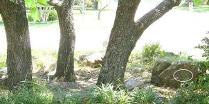 4-rock under three oak trees.jpg