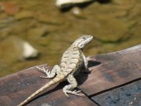 Bridge Lizard.JPG