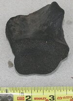 bigfossil 004.jpg