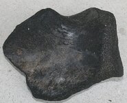 bigfossil 002.jpg