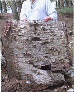 birchbark...jpg