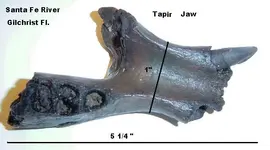 Tapir jaw.webp