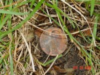 penny near top of grass.JPG