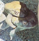 amplexus.jpg