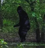 bigfoot2.webp