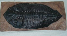 Trilobite_Dalminites_Perdue_LowerDevonian_Tennessee_Large.JPG