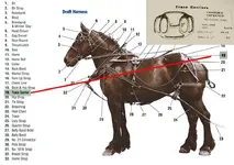 Harness Diagram.webp