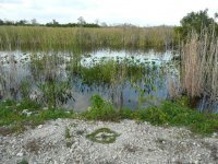 indiansign everglades3.jpg