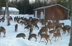 lot of deer.jpg