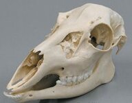 Deer skull.jpg