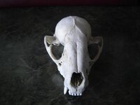 Skull 001.jpg