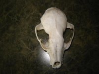 Skull 003.jpg