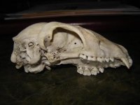 Skull 004.jpg