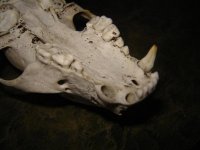 Skull 005.jpg