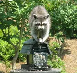 RaccoonBackyard.webp