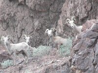 Big horn sheep 005.jpg