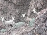 Big horn sheep 005.webp