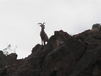 Big_horn_sheep_002 A.jpg