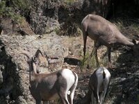 Desert_bighorns_003.jpg