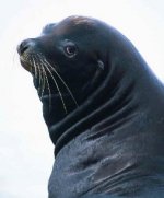 Seal.jpg