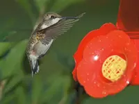 Best pic hummer.webp