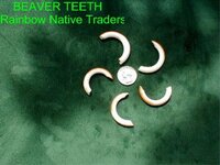 beaver tooth.jpg