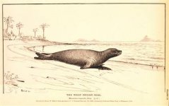 CarribeanMonkSeal_hmedium.jpg