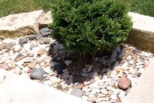 Mrs Buckhunters flower beds 4.jpg