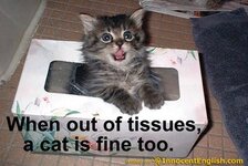 cute-cat-tissue-box.jpg