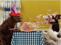 cat_birthday.webp