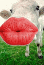 CowKissingAir.gif