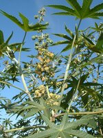 CastorBean_Leaves_Flowers_and_YoungFruit.jpg