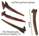 catfishspines.jpg