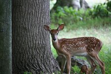 fawn_1_9x6.jpg