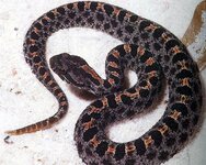 dusky_pygmy_rattlesnake.jpg