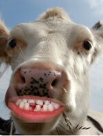 cowteeth.jpg