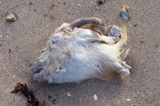 goat head lauderdale.jpg