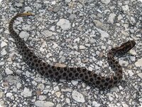 pygmyrattlesnake.jpg