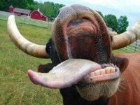 cow-teeth-300x225.jpg