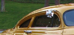 Goldie54ChevyMalteseMirro.jpg