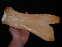 scapula hoe 001.jpg