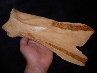 scapula hoe 002.jpg