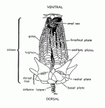 crinoid_dr.gif