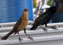 bird grackle.jpg